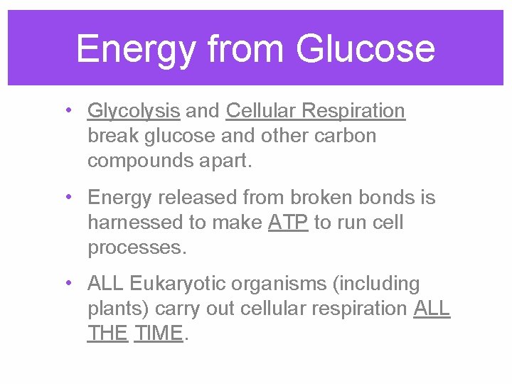 Energy from Glucose • Glycolysis and Cellular Respiration break glucose and other carbon compounds