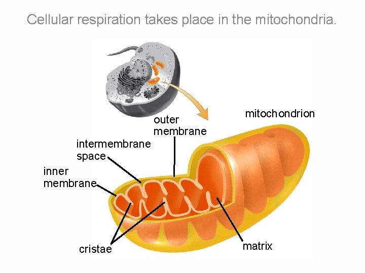 Cellular respiration takes place in the mitochondria. outer membrane mitochondrion intermembrane space inner membrane