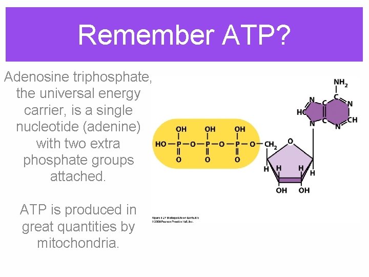 Remember ATP? Adenosine triphosphate, the universal energy carrier, is a single nucleotide (adenine) with