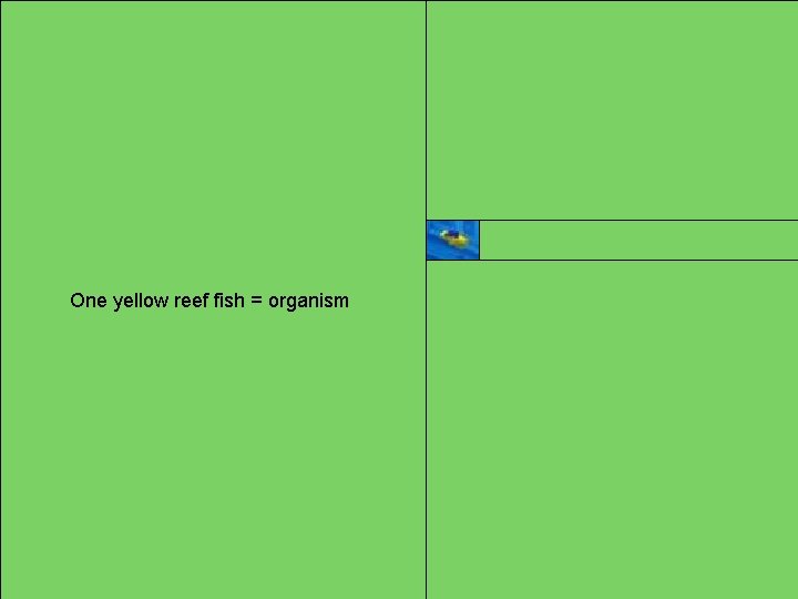 One yellow reef fish = organism 