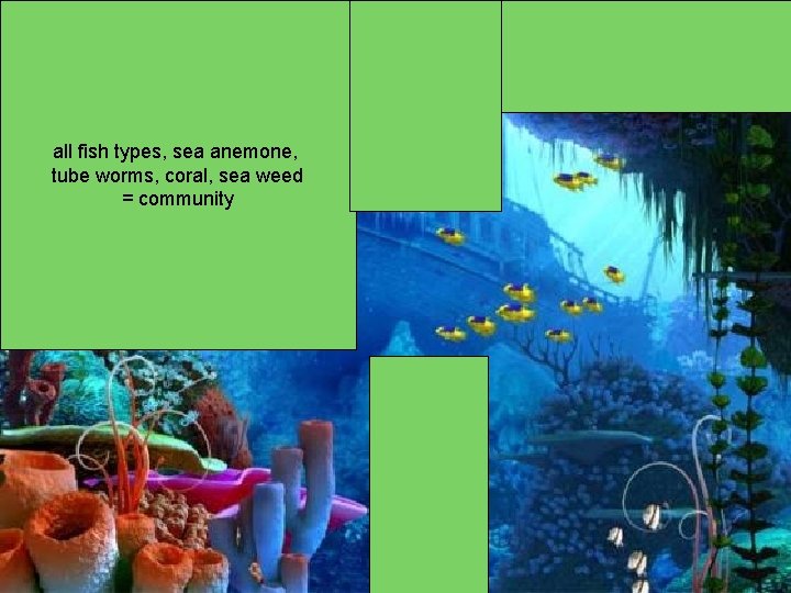 all fish types, sea anemone, tube worms, coral, sea weed = community 