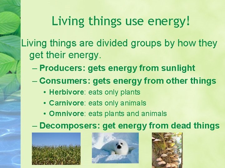 Living things use energy! Living things are divided groups by how they get their