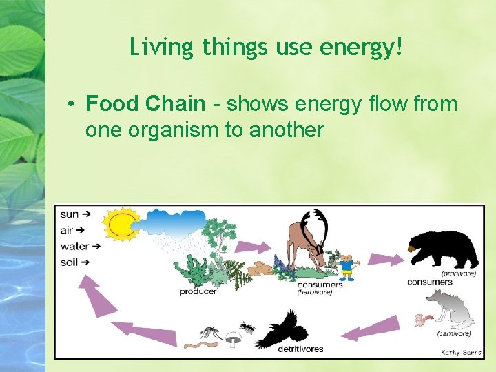 Living things use energy! • Food Chain - shows energy flow from one organism