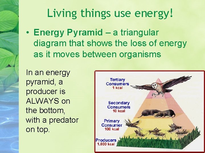 Living things use energy! • Energy Pyramid – a triangular diagram that shows the