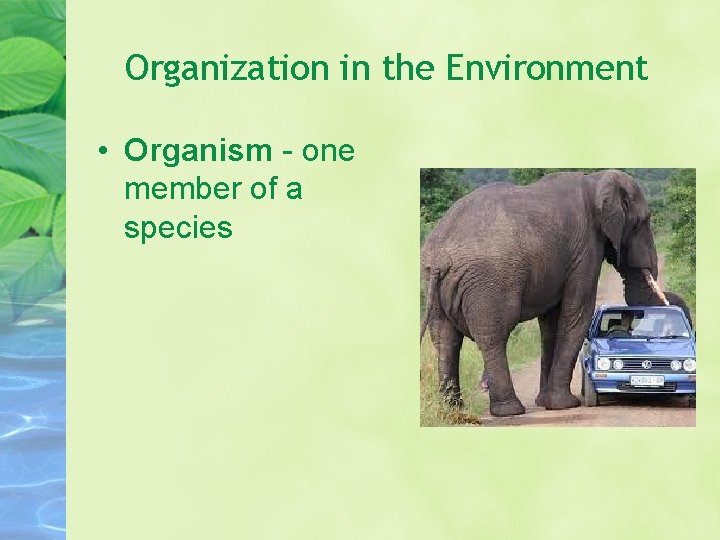 Organization in the Environment • Organism - one member of a species 