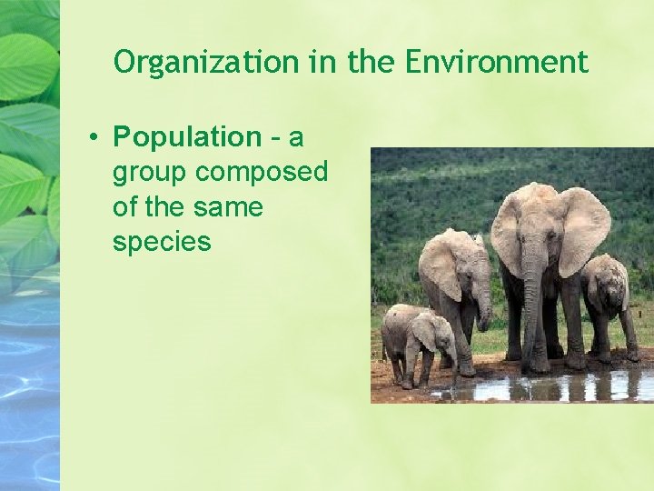 Organization in the Environment • Population - a group composed of the same species
