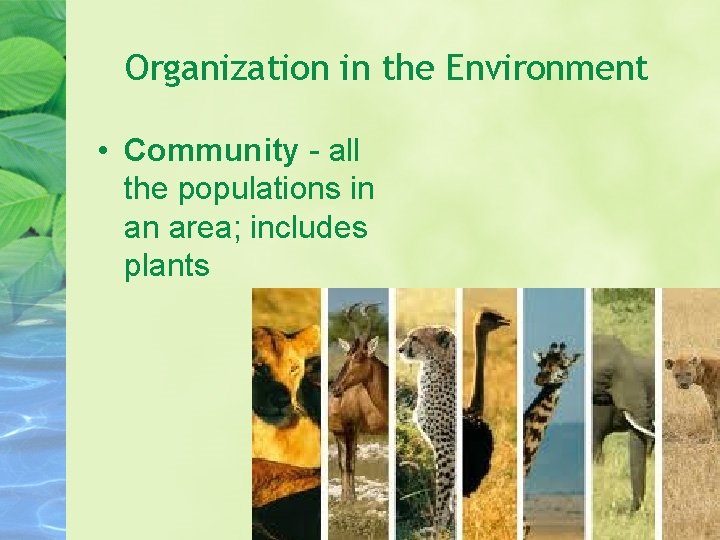 Organization in the Environment • Community - all the populations in an area; includes