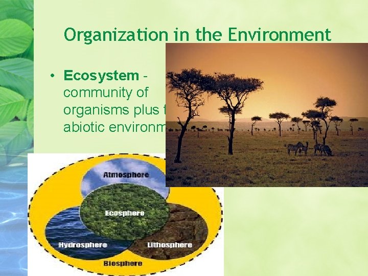 Organization in the Environment • Ecosystem community of organisms plus their abiotic environment 