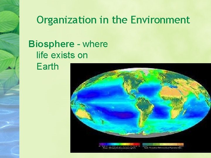 Organization in the Environment Biosphere - where life exists on Earth 