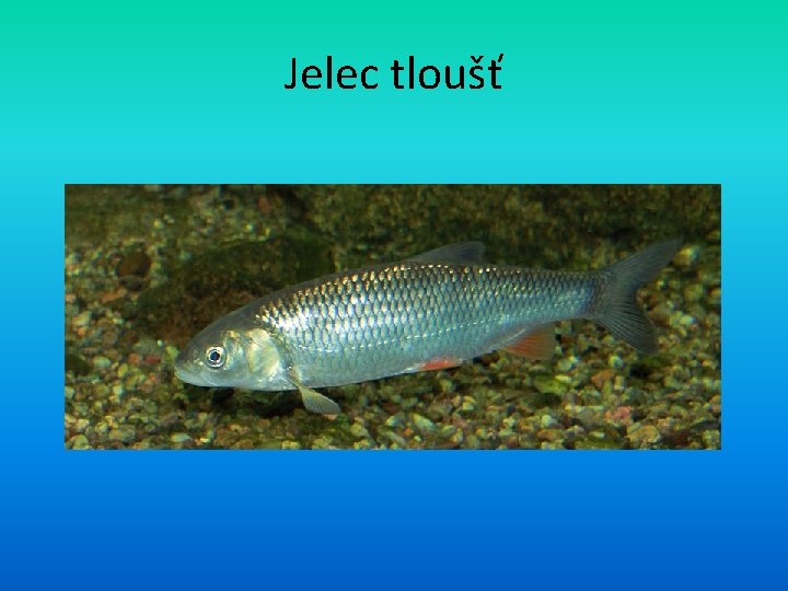 Jelec tloušť 