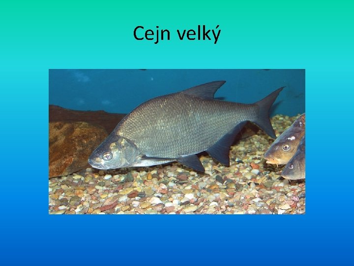 Cejn velký 