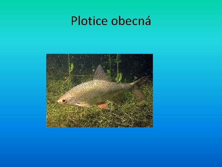 Plotice obecná 