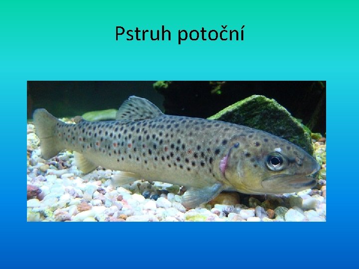 Pstruh potoční 