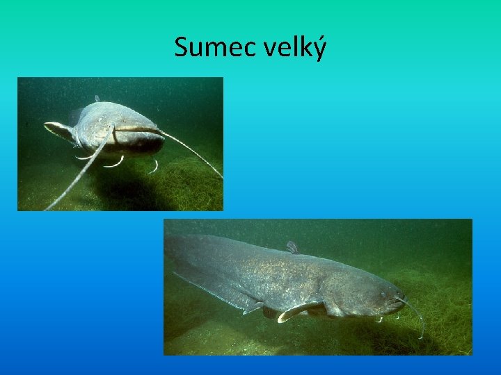 Sumec velký 