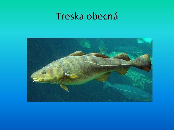 Treska obecná 