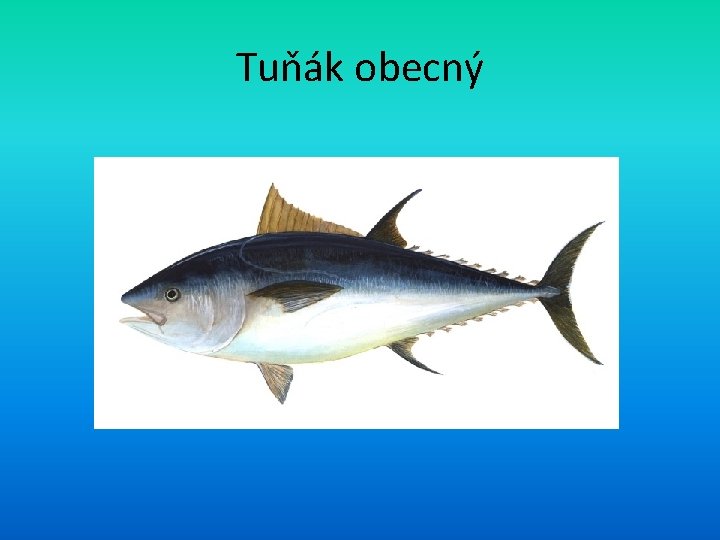 Tuňák obecný 