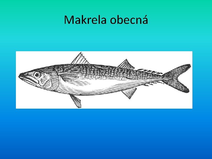 Makrela obecná 