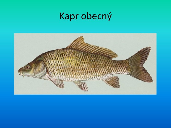 Kapr obecný 