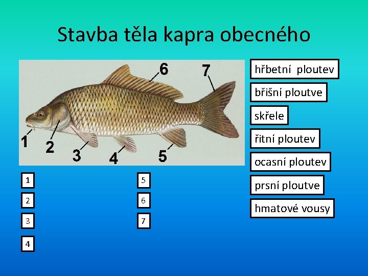 Stavba těla kapra obecného hřbetní ploutev břišní ploutve skřele řitní ploutev ocasní ploutev 1