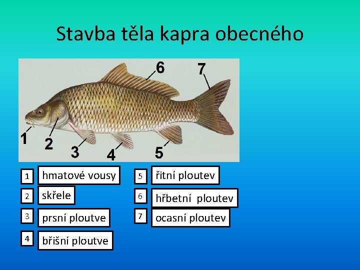 Stavba těla kapra obecného 1 hmatové vousy 5 řitní ploutev 2 skřele 6 hřbetní