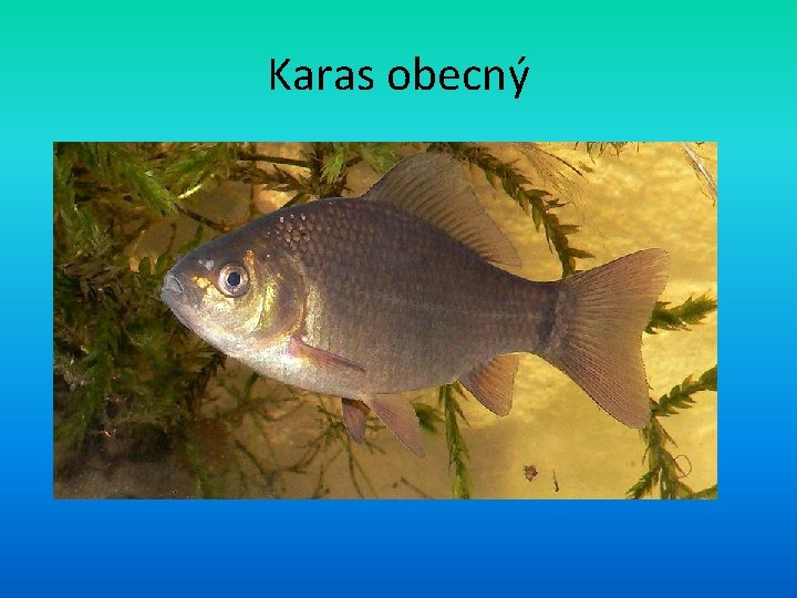 Karas obecný 