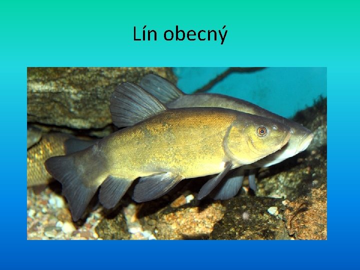 Lín obecný 