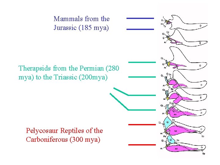 Mammals from the Jurassic (185 mya) Therapsids from the Permian (280 mya) to the