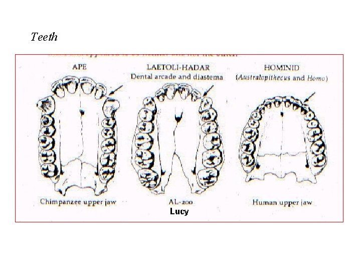 Teeth 