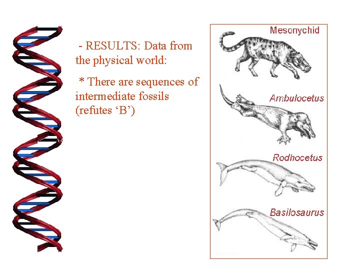 - RESULTS: Data from the physical world: * There are sequences of intermediate fossils