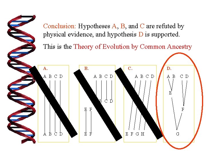 Conclusion: Hypotheses A, B, and C are refuted by physical evidence, and hypothesis D