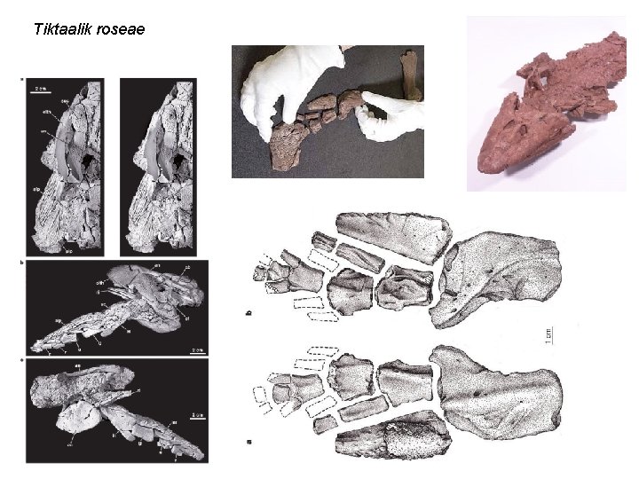 Tiktaalik roseae 