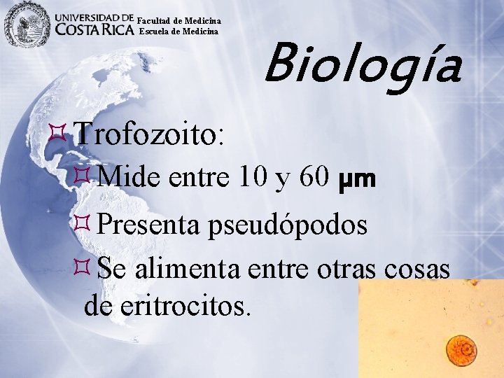 Facultad de Medicina Escuela de Medicina Biología Trofozoito: Mide entre 10 y 60 µm
