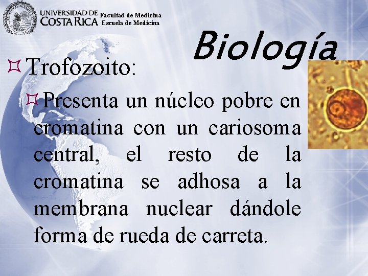 Facultad de Medicina Escuela de Medicina Trofozoito: Biología Presenta un núcleo pobre en cromatina