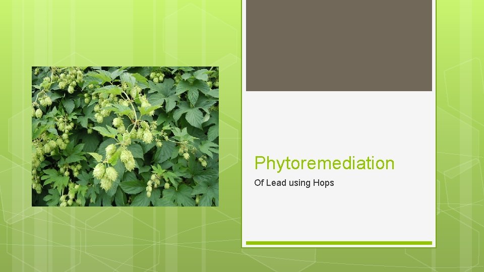 Phytoremediation Of Lead using Hops 