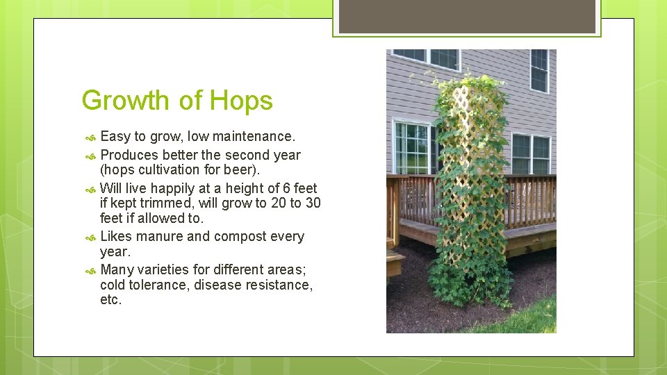 Growth of Hops Easy to grow, low maintenance. Produces better the second year (hops