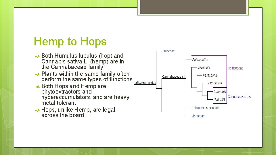 Hemp to Hops Both Humulus lupulus (hop) and Cannabis sativa L. (hemp) are in
