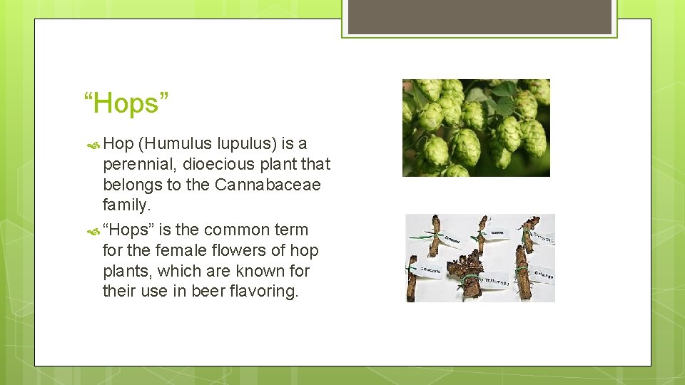 “Hops” Hop (Humulus lupulus) is a perennial, dioecious plant that belongs to the Cannabaceae