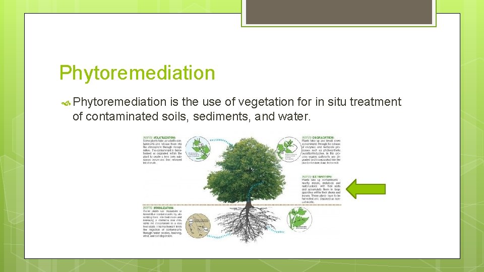 Phytoremediation is the use of vegetation for in situ treatment of contaminated soils, sediments,