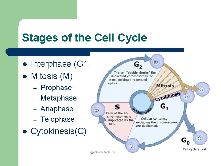Stages of the Cell Cycle l l Interphase (G 1, G 0, S, G