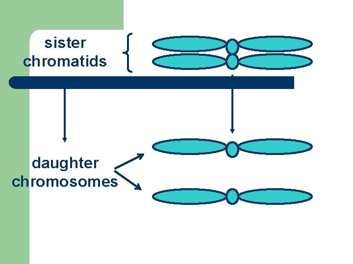 sister chromatids daughter chromosomes 