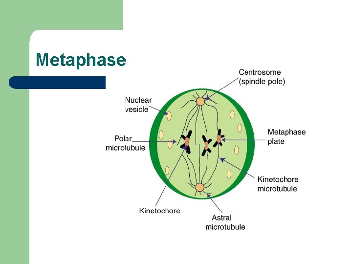 Metaphase 