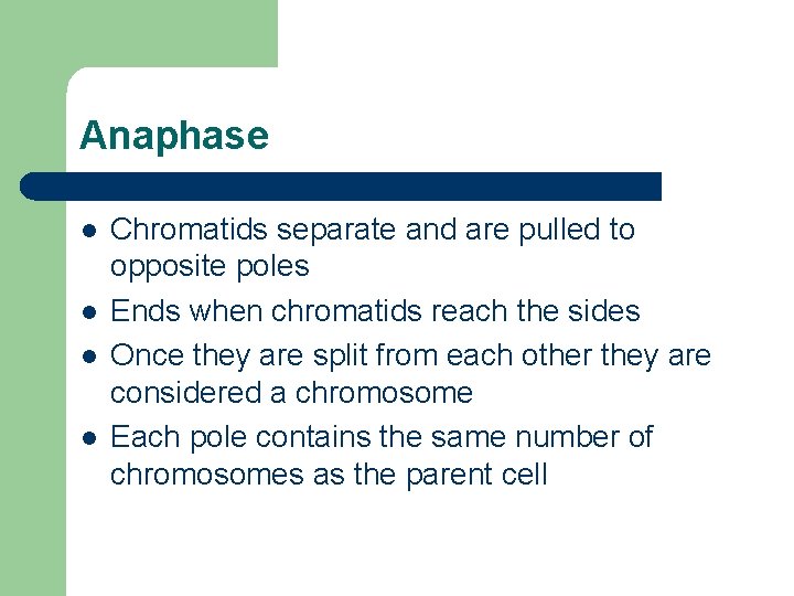 Anaphase l l Chromatids separate and are pulled to opposite poles Ends when chromatids