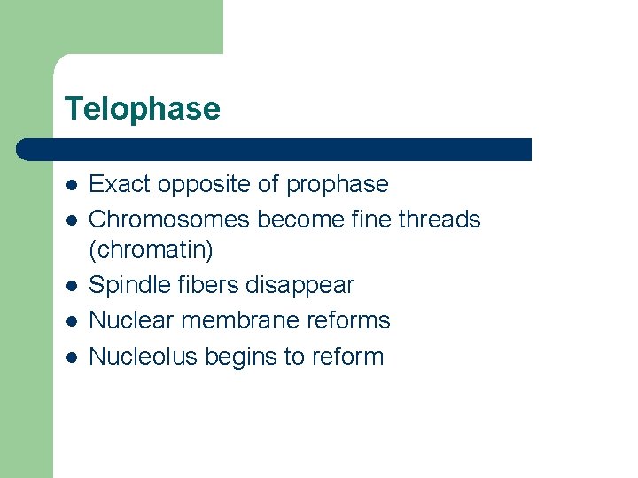 Telophase l l l Exact opposite of prophase Chromosomes become fine threads (chromatin) Spindle