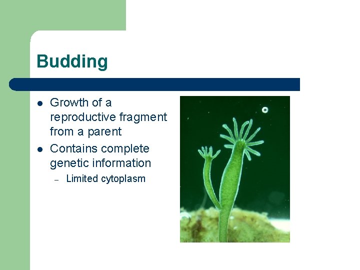 Budding l l Growth of a reproductive fragment from a parent Contains complete genetic