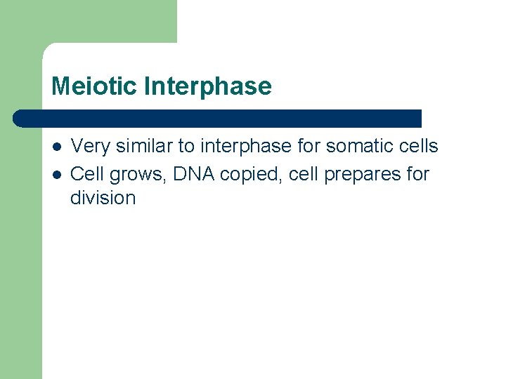 Meiotic Interphase l l Very similar to interphase for somatic cells Cell grows, DNA