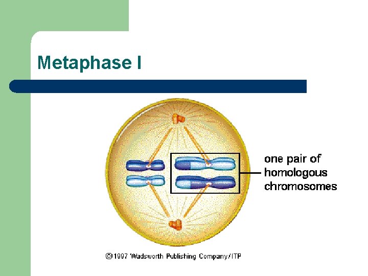 Metaphase I 