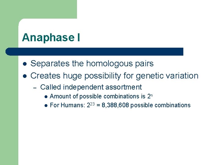 Anaphase I l l Separates the homologous pairs Creates huge possibility for genetic variation