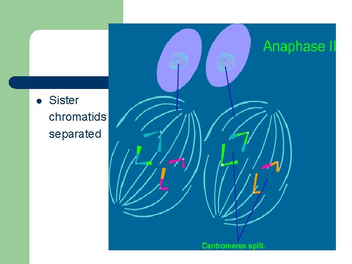 l Sister chromatids separated 