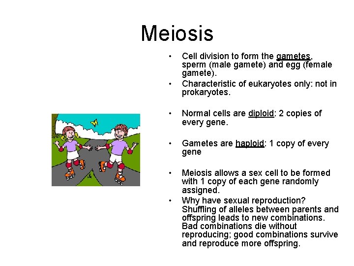 Meiosis • • Cell division to form the gametes, sperm (male gamete) and egg
