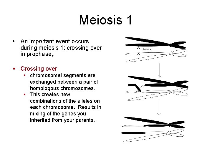 Meiosis 1 • An important event occurs during meiosis 1: crossing over in prophase,